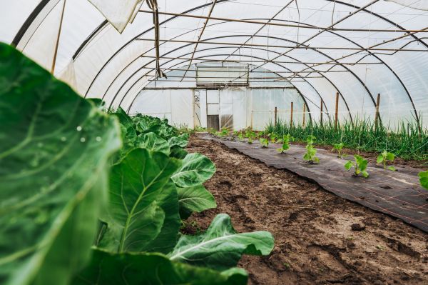 Greenhouse Demolition in Waxahachie